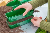 Woman using same size tray to compress the compost lightly prior to sowing the seeds