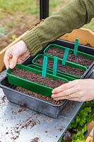 Woman adding seed tray to propagator with other trays