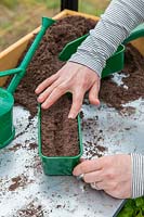 Woman covering seeds in drill with compost