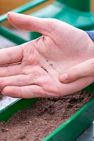Woman carefully tapping Verbena seeds from palm of hand into seed tray