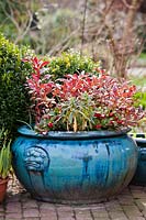 Blue container planted with Leucothoe fontanesiana