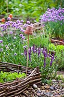 Purple flowers in vegetable garden: Salvia nemorosa and Allium schoenoprasum.