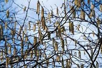 Corylus avellana. The yellow male Hazel catkins and tiny red female flowers 