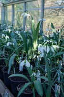 Galanthus - A glasshouse full of species snowdrops.