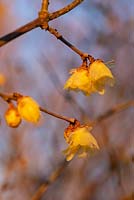 Chimonanthus praecox 'Luteus' - Yellow Wintersweet