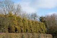 Topiary faces sculptured out of a X Cupressus x leylandii - Leyland Cypress hedge, by Ally Hodgson.
