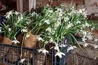 Bundles of Galanthus nivalis f. pleniflorus 'Flore Pleno' - Double Snowdrops - are wrapped in hessian and placed in a crate ready for to sell.
