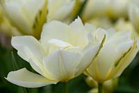 Tulipa 'Exotic Emperor' - Tulip 'Exotic Emperor'
