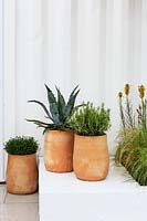 Terracotta pots planted with tender Agave americana, and mediterranean herbs on terrace. Mediterranean Terrace, designed by Gabriella Pill. The Green Living Space section at RHS Malvern Spring Festival, 2019. 


