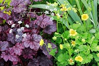 Detail of planting combination, with Heuchera 'Plum Pudding' with Geum 'Banana Daiquiri' Cocktails series. 