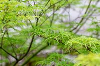 Acer palmatum 'Seiryu' - Japanese Maple 'Seiryu' 