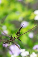 Anthriscus sylvestris 'Ravenswing' - Cow parsley 'Ravenswing' - foliage detail
