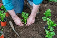 Gardener planting Apium graveolens var. rapaceum - Celeriac - 
into the ground