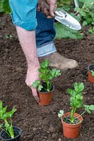 Gardener spacing out young Apium graveolens var. rapaceum - Celeriac - 
plants in pots on the ground
