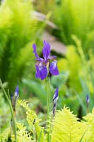 Iris sibirica 'Tropic Night' - Siberian Iris 'Tropic Night'