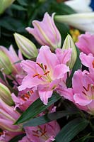 Lilium oriental 'Ovada' - Oriental Lily 'Ovada'