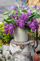 Syringa vulgaris 'Souvenir de Louis Spaeth' - Lilac - flower stems in stone jar on tree stump
