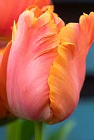 Tulipa 'Amazing Parrot' - Parrot Tulip 'Amazing Parrot' 