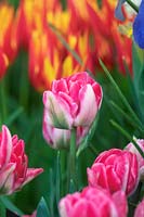Tulipa 'Foxtrot' - Double Early Tulip 'Foxtrot'