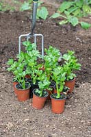 Young pot-grown Apium graveolens var. rapaceum -  Celeriac - plants in pots ready for planting out
