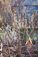 Ribes nidigrolaria - Jostaberry