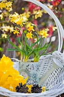 Dwarf Narcissus - Daffodils flowering in watering can.