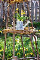 Dwarf Narcissus - Daffodils planted in watering can.