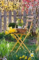 Spring arrangement of daffodils on chair.