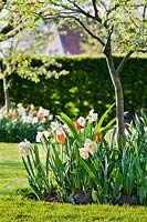 Malus - Apple tree - underplanted with Tulipa - Tulip and Narcissus - Daffodil bulbs.
