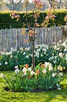 Malus - Apple tree - underplanted with Tulipa - Tulip and Narcissus - Daffodil bulbs.
