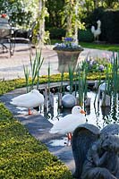White ducks by the pond.