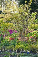 Spring border with Stachyurus praecox and Tulipa.