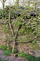 Malus domestica - apple trained against the wall.