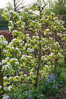 Blossoming Pyrus - Pear cordon.