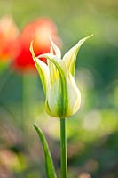 Tulipa 'Green Triumphator' - Tulip 'Green Triumphator'