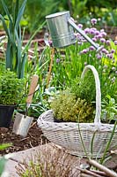 Planting herbs in edible garden, including Thymus citriodorus 'Aurea' - Lemon thyme, Origanum vulgare - Oregano, Salvia officinalis 'Icterina' - Sage and Rosmarinus officinalis - Rosemary
