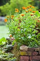 Calendula officinalis - Common Marigold growing in raised bed.
