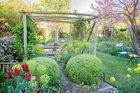 Rustic wooden pergola with large clipped topiary balls and beds with Tulipa and 
Euphorbia, set in informal cottage garden with lawn and trees
