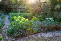 Rustic brick path edging bed of Euphorbia, Myosotis - Forget-me-not, Tulipa
 and Anemone sylvestris
