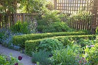 Clipped Buxus - Box - low hedging with Myosotis - Forget-me-not and emerging foliage, fencing beyond

