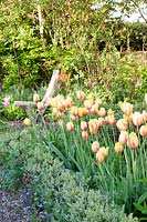 Tulipa - Tulip in a cottage garden bed
