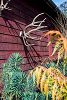 Stag horns decorating garden shed