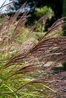 Miscanthus seedheads