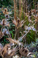 Eryngium giganteum - Miss Willmott's Ghost - dry seedheads