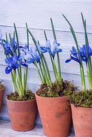 Iris reticulata 'Harmony' and 'Alida' displayed in row of terracotta pots.

