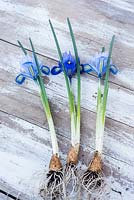 Iris reticulata 'Harmony' and 'Alida' displayed on wooden surface.

