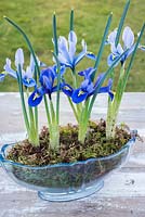 Iris reticulata 'Harmony' and 'Alida' in vintage planted in glass vase with moss.