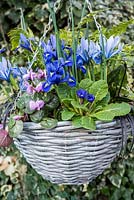 Iris reticulata 'Harmony' and 'Alida'  in hanging basket with cyclamen coum and primulas. 