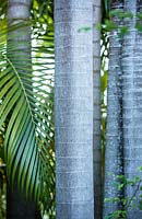 Adonidia merrillii - Manila palm
