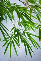 Bambusa textilis gracilis - Slender Weaver's Bamboo